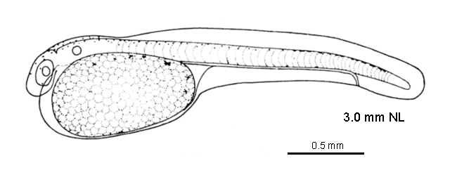 Strangomera bentincki