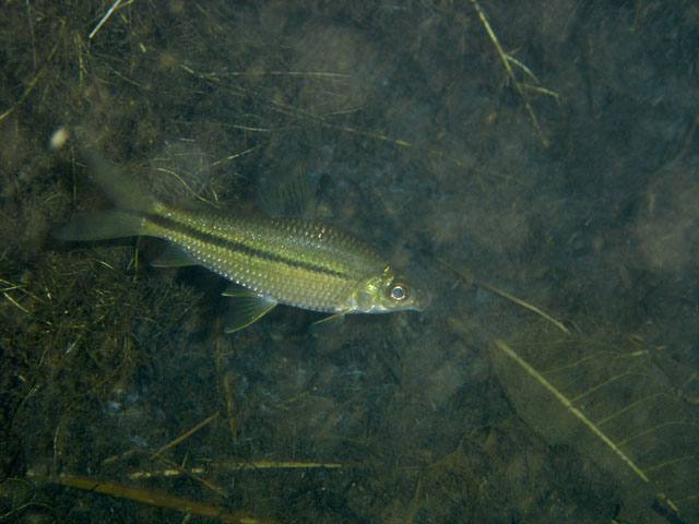 Steindachnerina brevipinna