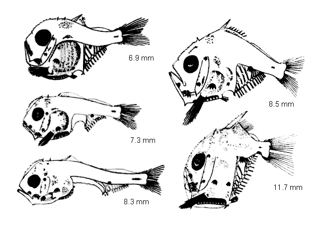 Sternoptyx diaphana