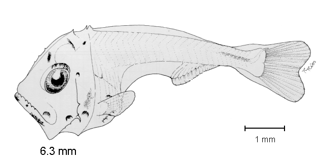 Sternoptyx diaphana