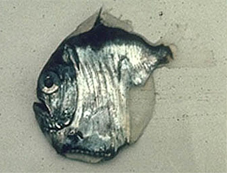 Sternoptyx diaphana