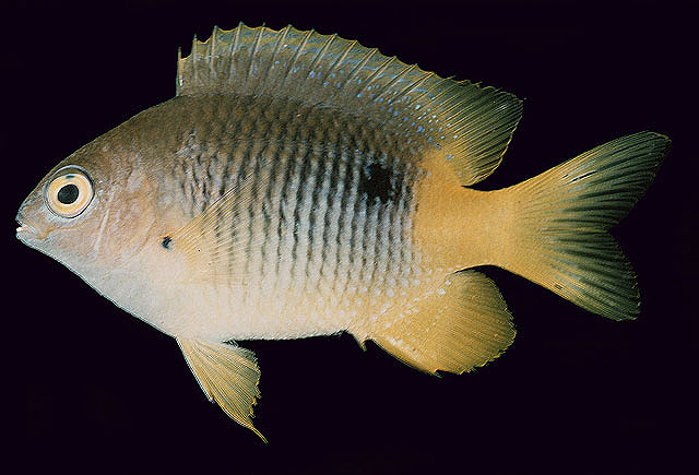 Stegastes emeryi