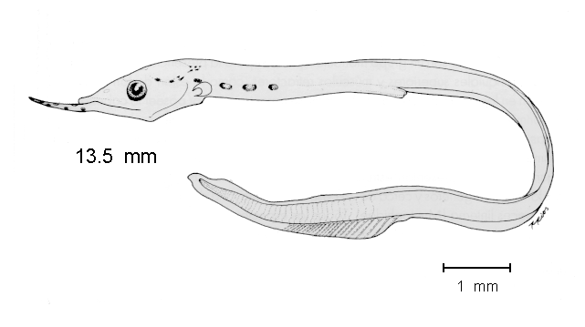 Stemonosudis macrura