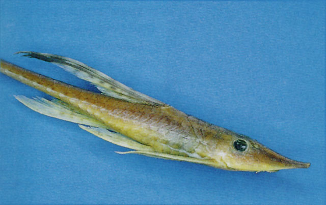 Sturisomatichthys panamensis