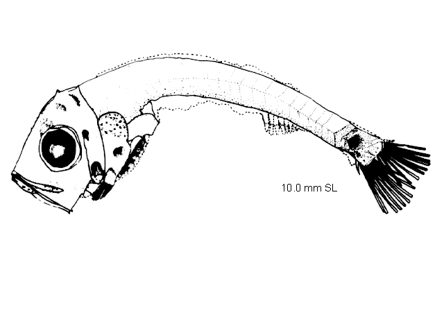 Sternoptyx pseudodiaphana