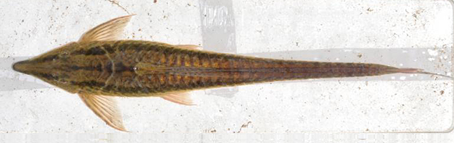 Sturisoma tenuirostre