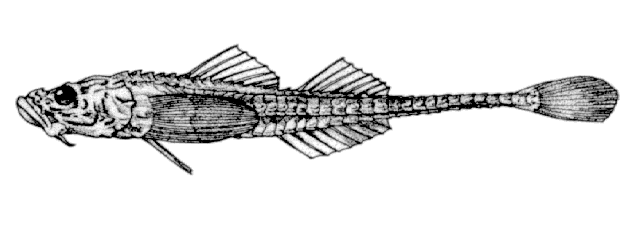 Stellerina xyosterna