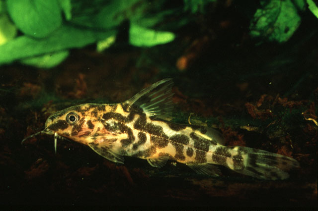 Synodontis afrofischeri