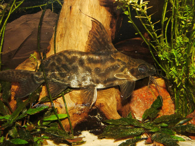 Synodontis alberti