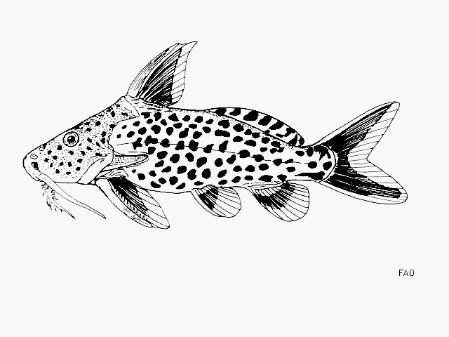 Synodontis dhonti