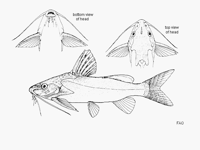 Synodontis fuelleborni