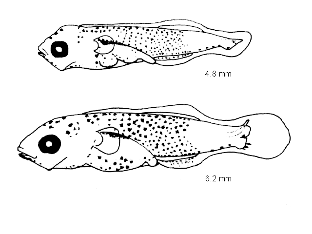 Symphodus melops