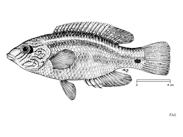 Symphodus melops