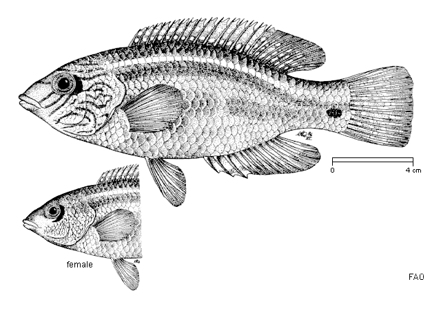 Symphodus melops