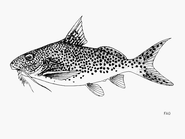 Synodontis multipunctatus