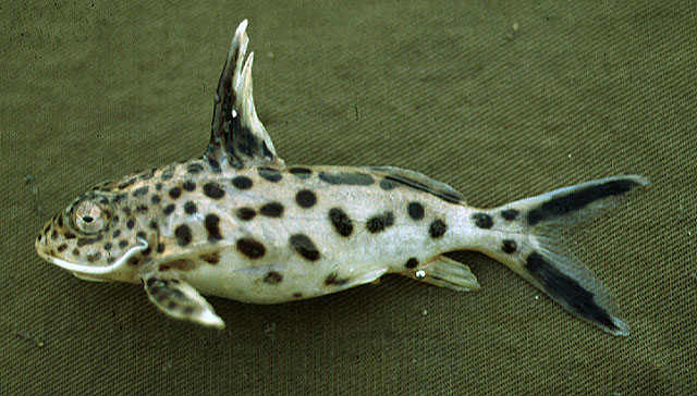 Synodontis multipunctatus