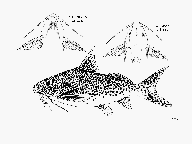 Synodontis multipunctatus