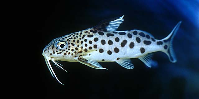 Synodontis multipunctatus