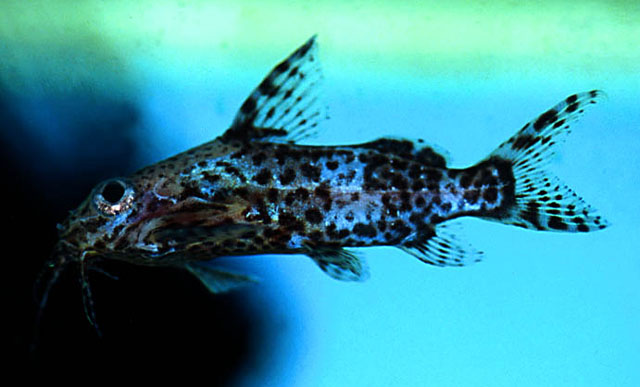 Synodontis nigriventris