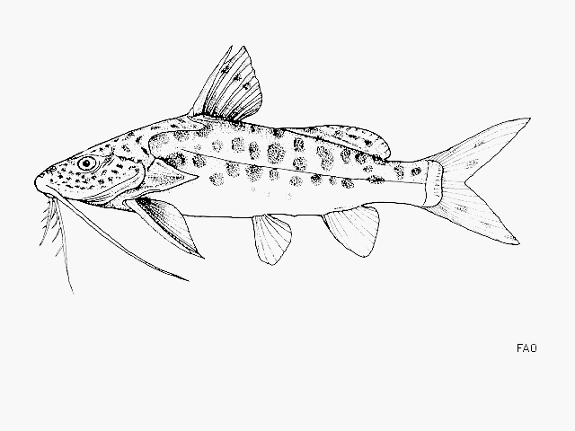 Synodontis njassae