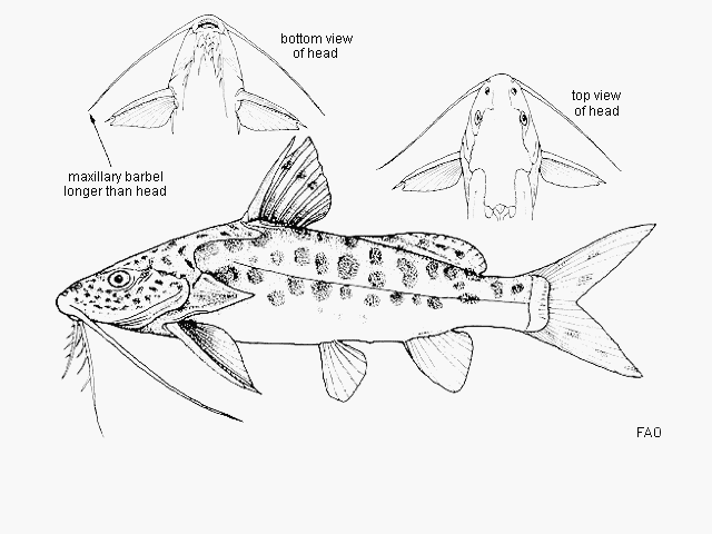 Synodontis njassae