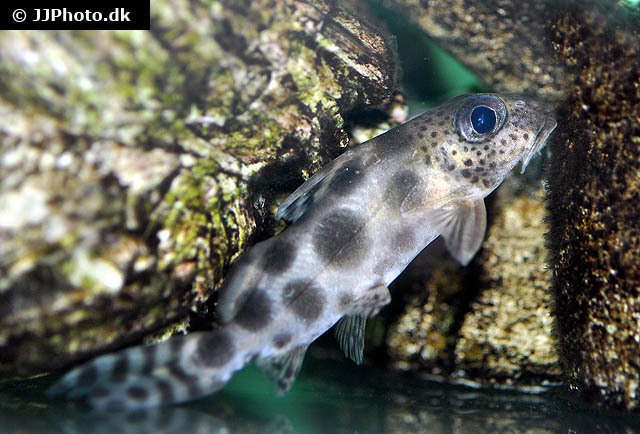 Synodontis nummifer