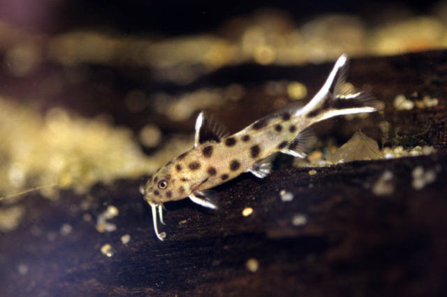 Synodontis petricola