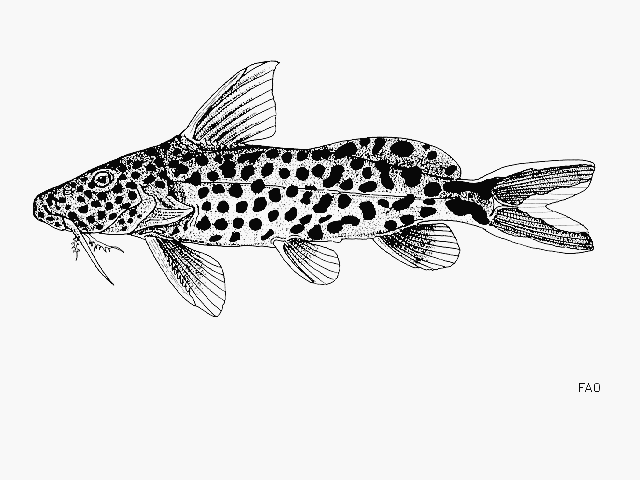 Synodontis petricola