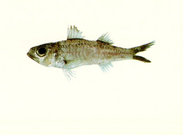 Synagrops philippinensis