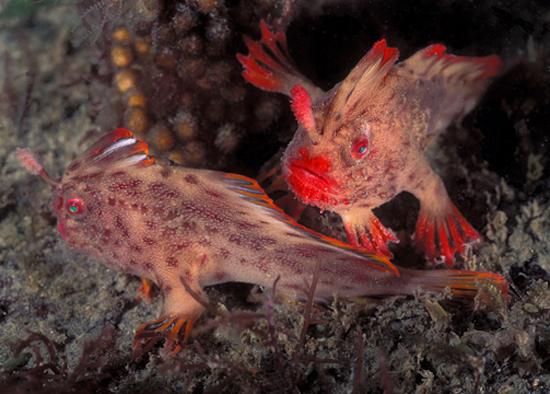 Sympterichthys politus