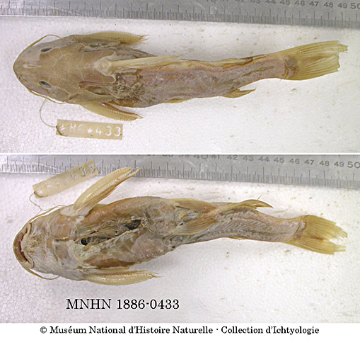 Synodontis polyodon