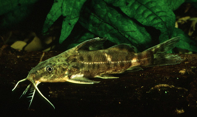 Synodontis ricardoae