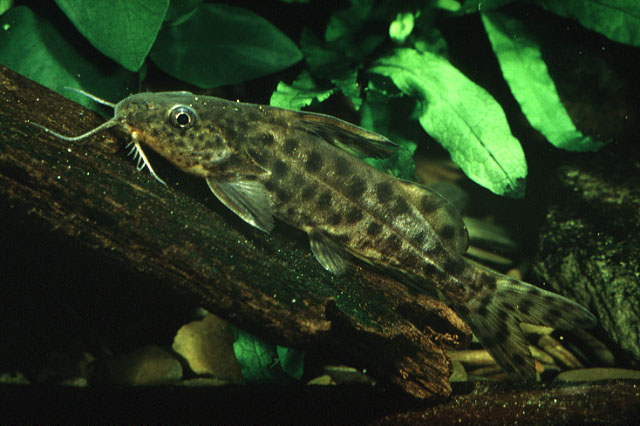 Synodontis ricardoae