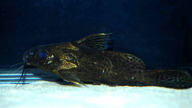 Synodontis robbianus