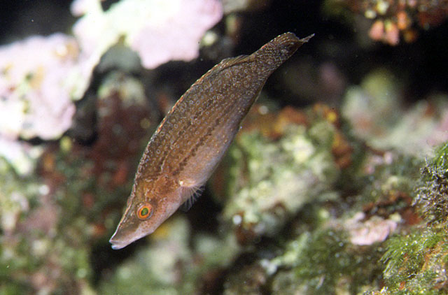 Symphodus rostratus