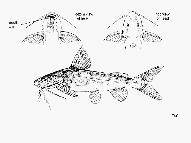 Synodontis ruandae