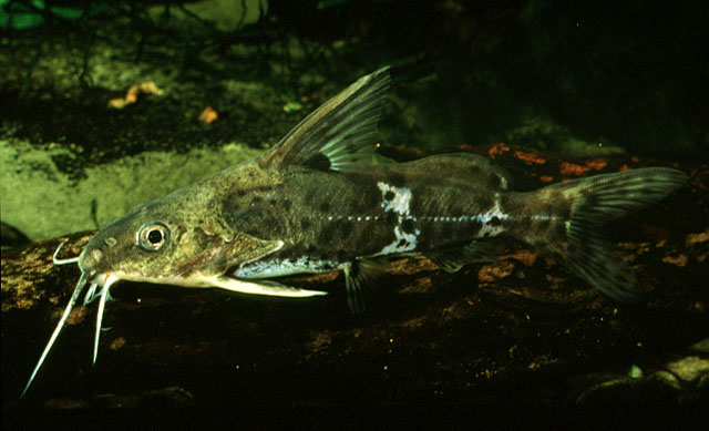 Synodontis rukwaensis