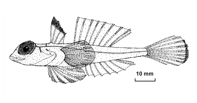 Synchiropus signipinnis