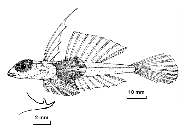 Synchiropus signipinnis