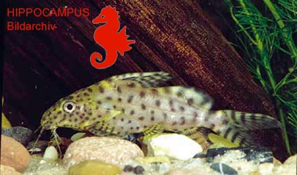 Synodontis tourei