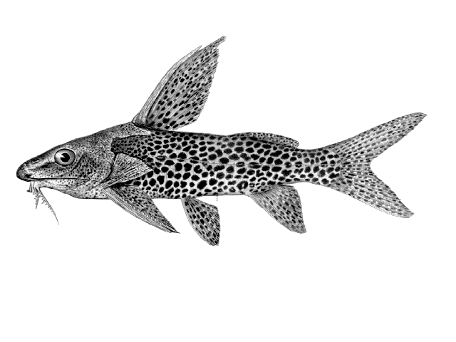 Synodontis woosnami