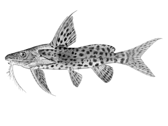 Synodontis zambezensis