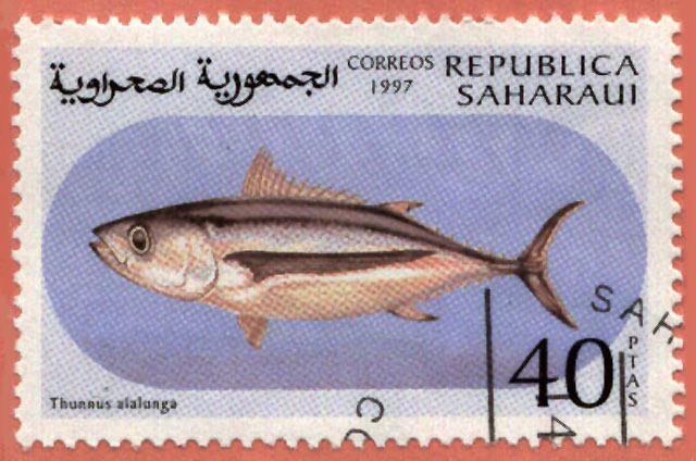 Thunnus alalunga