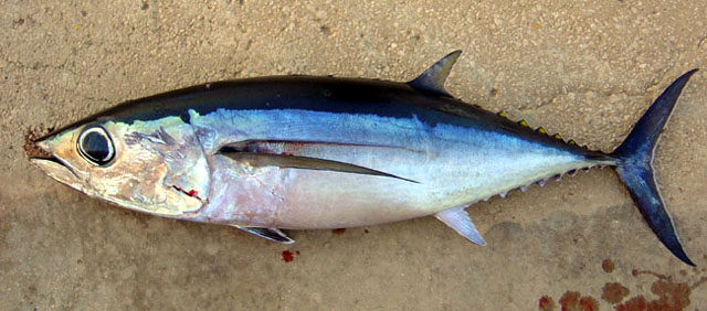 Thunnus alalunga