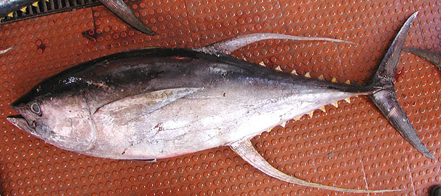 Thunnus albacares