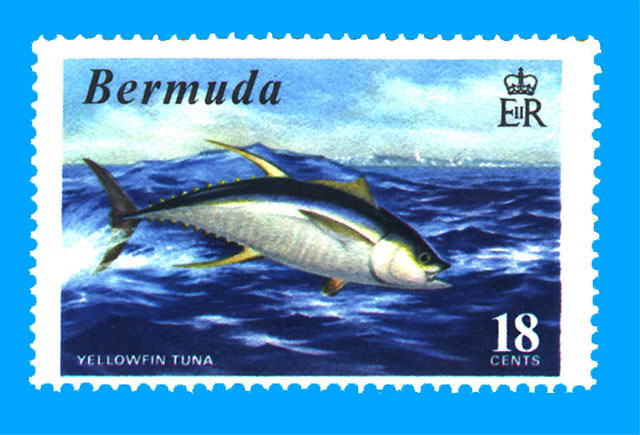 Thunnus albacares