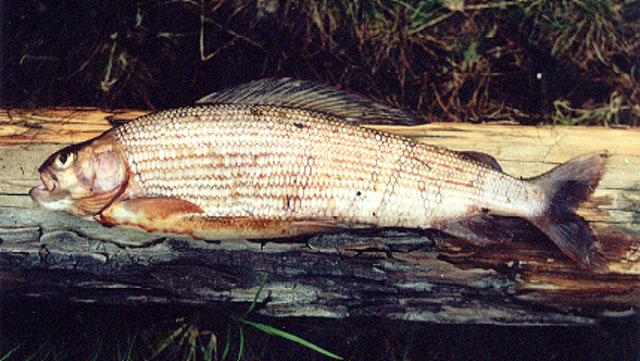 Thymallus tugarinae