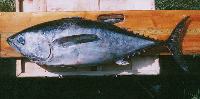 Thunnus atlanticus