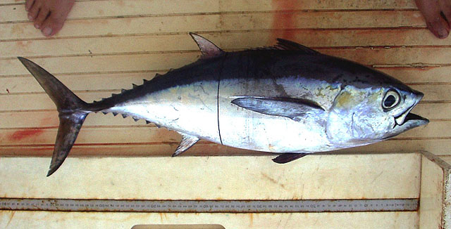 Thunnus atlanticus