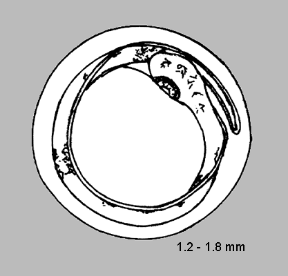 Gadus chalcogrammus